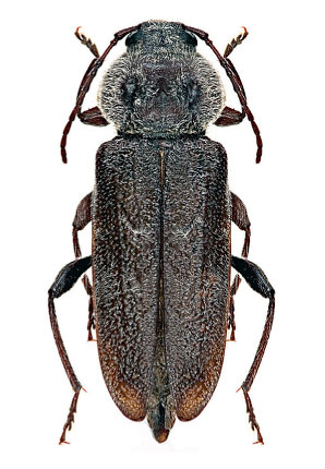 House Longhorn Beetle (Hylotrupes bajulus)